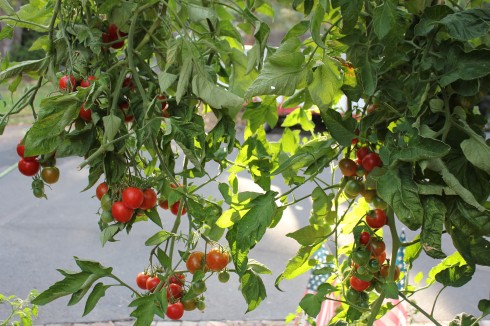 Hanging Tomato Plants
