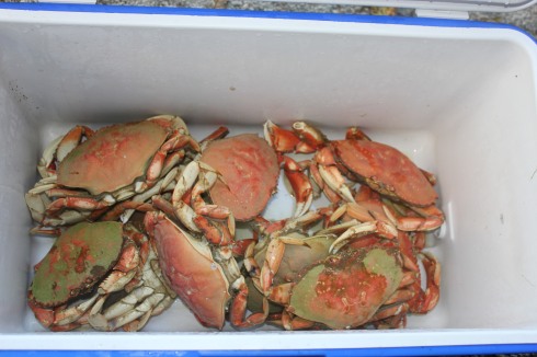 Our Dungeness crab haul for the day